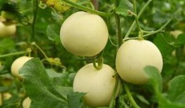 吃瓜群众小扁豆,揭秘娱乐圈那些事儿