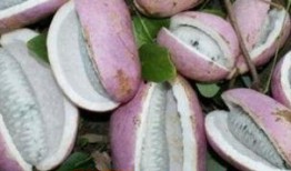 吃黄色的八月瓜会胖吗,食用后是否会增肥？”