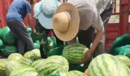 吃瓜群众吃个甜蜜的瓜