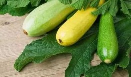 痛风红瓜可以吃吗,红瓜食用指南