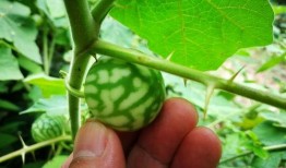 刺果瓜怎样吃,探索美味与营养的完美结合