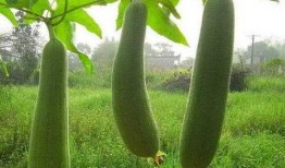 水瓜囊可以吃吗