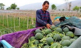 徐水最新吃瓜,揭秘背后惊人真相