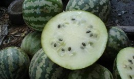 孕妇吃绿宝瓜好吗,孕妇食用绿宝瓜的益处与注意事项