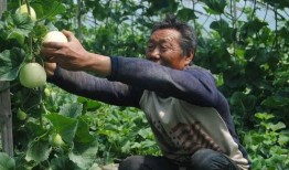 任城区吃瓜,瓜香四溢，品味地方特色美食之旅