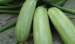 寿光西吃瓜,瓜乡风情，品味田园生活