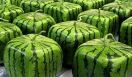 成都吃瓜基地在哪里,揭秘网红美食聚集地