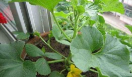 盆瓜可以吃吗,美味与观赏两相宜的盆栽选择