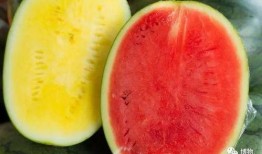 吃瓜群众吃植物,揭秘植物如何“吃”与“被吃”