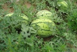 吃大瓜就要吃大瓜吗