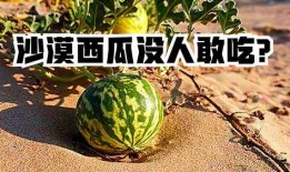 如何看待吃瓜人生,揭秘网络时代的围观文化现象