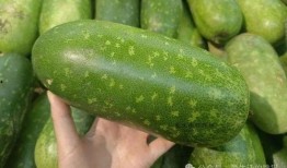 瓜可以吃的意思,探寻可食用瓜类的多样魅力