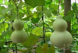 早晨可以吃葫芦瓜吗,健康早餐新选择