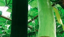 谁吃的瓜熟,谁吃的瓜熟，谁得甜果