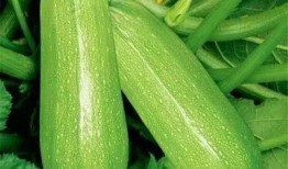 痛风可吃瓜,合理食用瓜类，助力健康生活