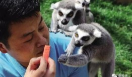 动物请吃瓜,一场别开生面的美食之旅