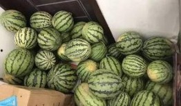 各校吃瓜群,揭秘校园生活幕后趣闻