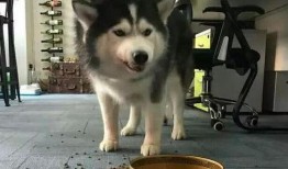 二哈偷瓜吃,一场欢乐的田园趣事