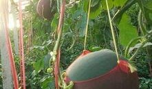 吐鲁番吃瓜群众拍摄者,吃瓜群众的镜头下的甜蜜瞬间