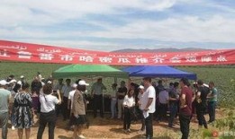 吐鲁番吃瓜群众拍摄者,吃瓜群众的镜头下的甜蜜瞬间