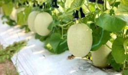 小手瓜怎么吃,轻松解锁美味新体验