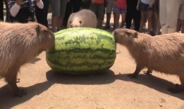 吃瓜机器排名,谁是瓜界霸主？