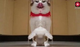 猫萌吃瓜视频,萌态百出，带你领略萌宠趣味时光