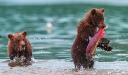 吃瓜小熊喝酒视频,酒量惊人还是醉态可掬？