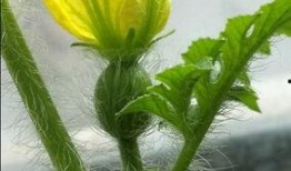 初夏吃瓜完结,一场甜蜜的完结盛宴