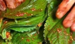 少数民族吃瓜,少数民族的独特食文化