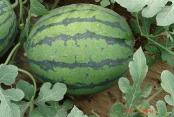 直播做吃瓜,揭秘网红美食背后的秘密