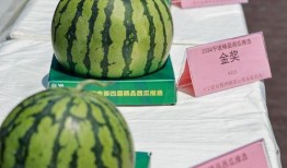 宁波象山吃瓜,宁波象山特色美食之旅