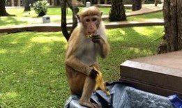 猴王吃瓜的图片搞笑,笑果连连，瓜界新宠诞生！