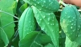 吃瓜群众吃植物,揭秘植物如何“吃”与“被吃”