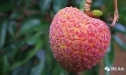 克拉吃瓜群号,揭秘神秘社交圈背后的故事