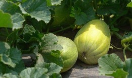 初夏吃瓜完结,一场甜蜜的完结盛宴