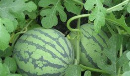 烧瓜怀孕可以吃吗,烧瓜是否适宜孕妇食用