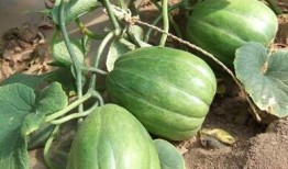 吃瓜中毒了,警惕夏日饮食安全