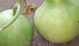 鸟市 吃瓜,吃瓜群众揭秘鸟类交易背后的故事