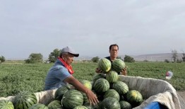 森林消防监控吃瓜,监控下的守护与挑战