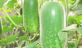 小十吃瓜科普博