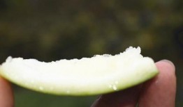 老鸦瓜可以吃么,美味可口的天然食材探索