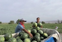 南和广场吃瓜,吃瓜群众的欢乐盛宴