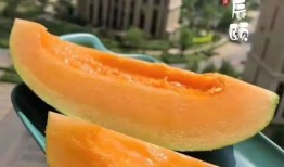 山东高职吃瓜,揭秘校园生活新潮流