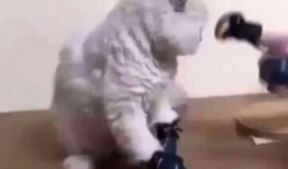 吃瓜挨揍视频素材,视频素材揭示挨揍瞬间