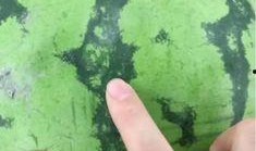 卖瓜买瓜撞瓜吃瓜