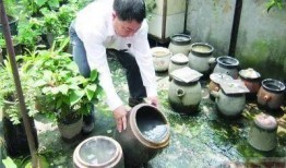 蝽瓜可以吃吗,美味可口的食用植物探索