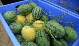 各校吃瓜群,揭秘校园生活幕后趣闻