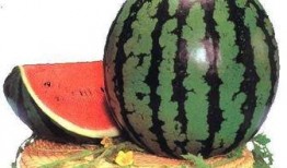 吃师瓜好吗,吃师瓜，品味独特风味