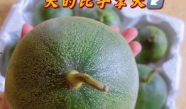 ff珠宝吃瓜,揭秘娱乐圈的璀璨瓜田，明星珠宝背后的故事